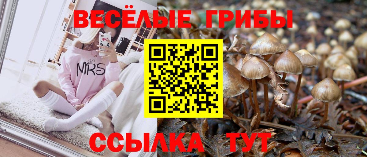 Галлюциногенные грибы Psilocybe Новодвинск